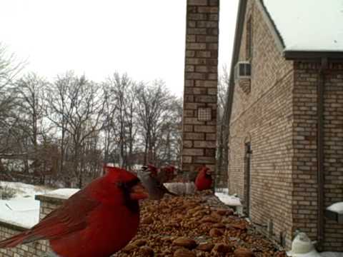 Winter Birds II - More Entertainment for Cats