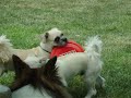 \"Champ and Lucky\" Brothers sharing a frisbee \"Champ and Lucky\" Brothers sharing a frisbee