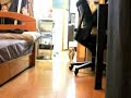 Stealth Cat