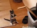 Boxer Cat Training Boxer Cat Training