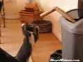 Boxer Cat Training