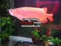 Arowana Vs. Giant Earth Worms