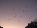 October 11, 2008 6.40am