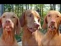 Funny Dog Pictures Funny Dog Pictures