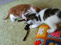 Giochi di cuccioli