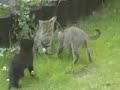 Polish cats play football - FUNNY !!!