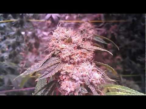 how to grow purple kush