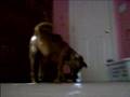 My dogs stupid!!!