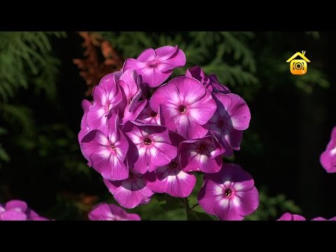 YouTube Трейлер