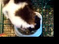 My EXTREMELY fat gunea pig, Cali-Chan My EXTREMELY fat gunea pig, Cali-Chan