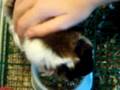 My EXTREMELY fat gunea pig, Cali-Chan