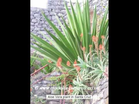 flora madeira