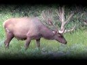 Hey Elk