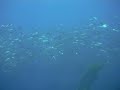 cortes banks kelp bed