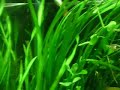 Aquascaping Inicios Aquascaping Inicios