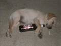 videos de il mio labrador Timothy.wmv
