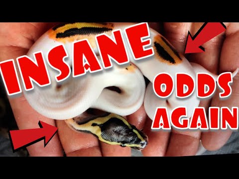YouTube reptile video
