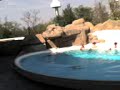 Gardaland: spettacolo coi delfini