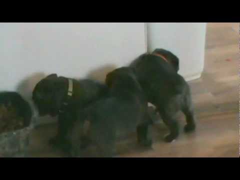 bandog