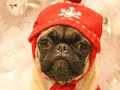 This Dog Is Awesome