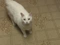 Another Cat Movie Another Cat Movie