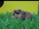 Bobine l\ Bobine l\