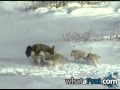Bison Attack - Another One Bites the Dust