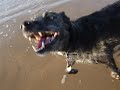 Gyp at Saltburn April 2007