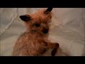 Click here to watch this video Vlog ...Pepsi cosa mi combini???