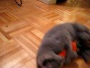 Kitten attacking toy Kitten attacking toy