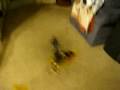 videos de Indoor RC Helicopter