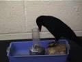 One Clever Crow