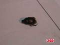 videos de Skarnbasse-sensation i Givskud Zoo