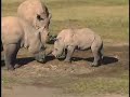 Baby White Rhino