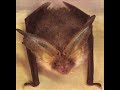 Operazione Pipistrello: il Pipi Jouer