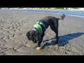 Hermit crab vs mini poodle Hermit crab vs mini poodle