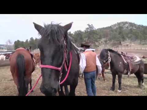 Bigger Riders Means Bigger Horses Out West