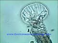 Rotifer