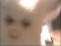 Arnold Schwarzenegger (Governator) Gets a Furby Arnold Schwarzenegger (Governator) Gets a Furby