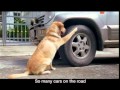 B-Quik TVC Tire 0% promotion Oct-Dec 2010 30 sec with English sub-title.mpg