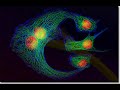 Microscop�a art�stica 3/3