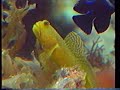 Risl�kka Reef Akvarium, Norge Rundt 1989