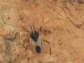 videos de Animals ( Animali)