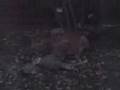 Mountain Lion Devouring a Deer in my Front Lawn