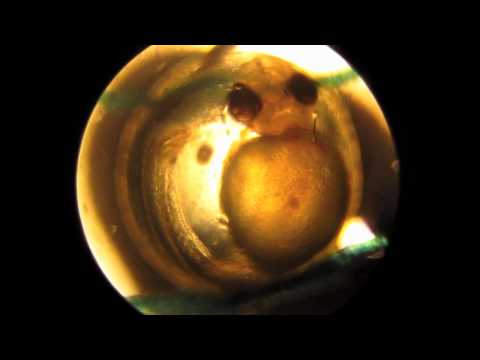 how to fertilized koi eggs