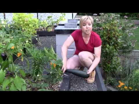 how to harvest zucchini