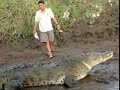 Man feeds Alligator Man feeds Alligator