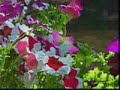 BAILE DA VIDA - RAY CONNIFF - O PROGRESSO