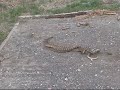 2snakes.mpg 2snakes.mpg