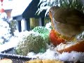 red-robin-feeding-on-fatball-in-winter-snow-birdcam.html